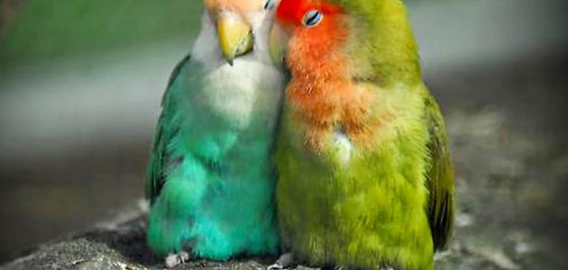 صورة جديد معلومات عن عصافير الحب