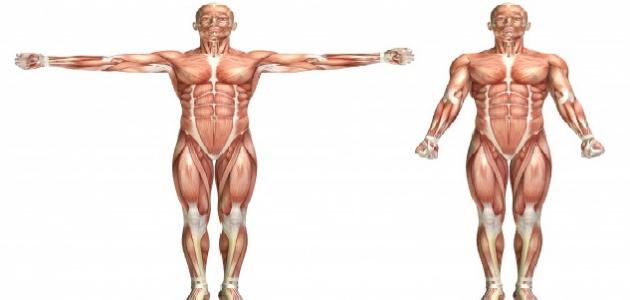 صورة جديد بحث عن الجهاز العضلي