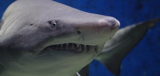 صورة جديد صفات سمك القرش