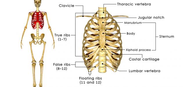 صورة جديد كم عدد عظام القفص الصدري للإنسان
