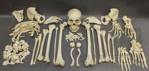 صورة جديد عدد العظام في جسم الإنسان البالغ