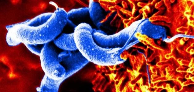 صورة جديد كيف يمكن للبكتيريا أن تكون نافعة للإنسان