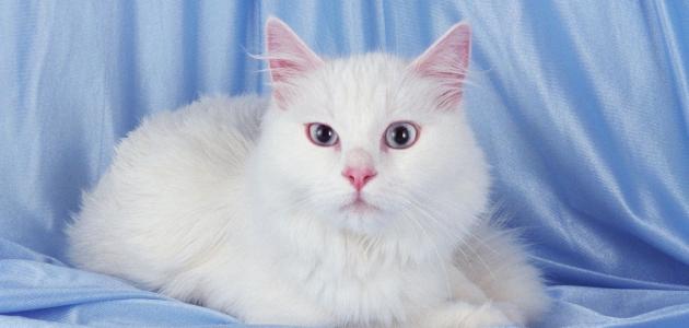 صورة جديد معلومات عن قطط الهملايا