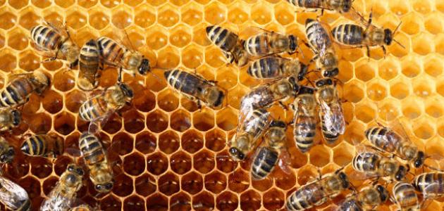 صورة جديد كيفية تكاثر النحل