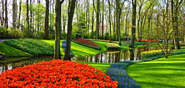 صورة جديد مدينة الورود في هولندا
