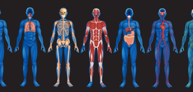 صورة جديد ما هي أعضاء جسم الإنسان