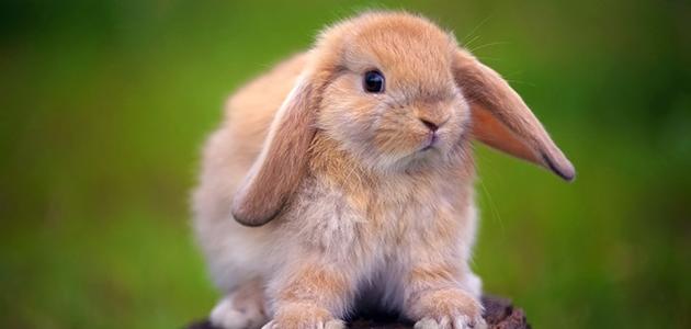 صورة جديد صغير الأرنب