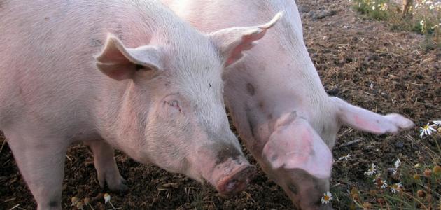 صورة جديد لماذا خلق الله الخنزير ولماذا حرم أكله