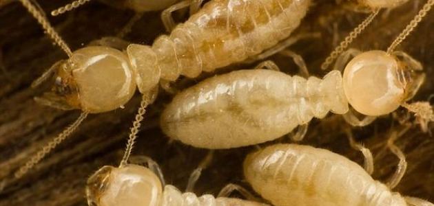 صورة جديد أسباب ظهور النمل الأبيض في البيت