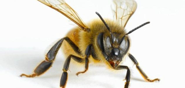 صورة جديد كم عدد أرجل النحلة
