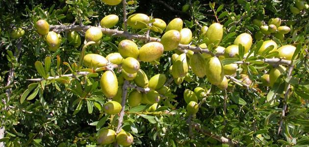 صورة جديد بحث عن فوائد شجرة الزيتون
