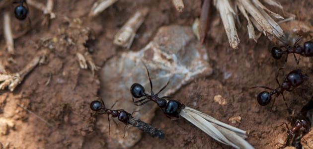 صورة جديد ماذا نتعلم من النمل