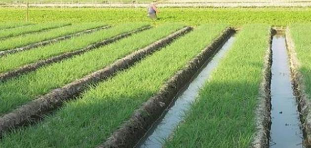 صورة جديد كيف يزرع الأرز