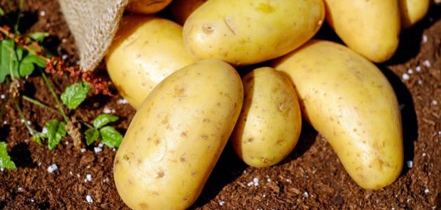 صورة جديد فوائد وأضرار البطاطا