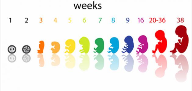 صورة مراحل الحمل أسبوع بأسبوع