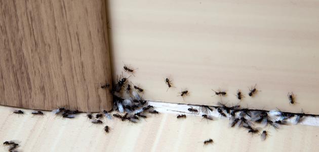 صورة طرق التخلص من النمل في المنزل