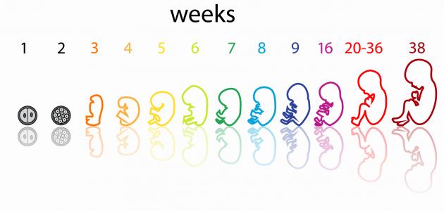 صورة مراحل تكوين الجنين بالأسابيع