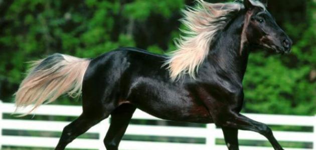 صورة أنواع الخيول