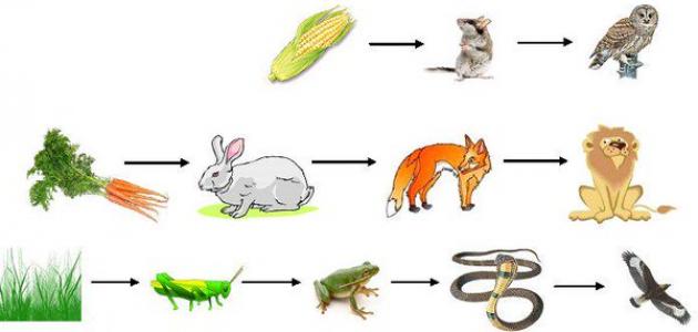 صورة معلومات عن السلسلة الغذائية للحيوانات