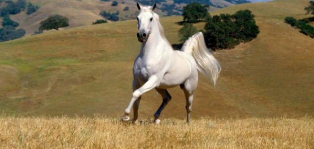 صورة اجمل حصان