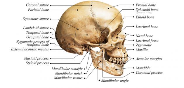 صورة كم عظمة في جمجمة الإنسان