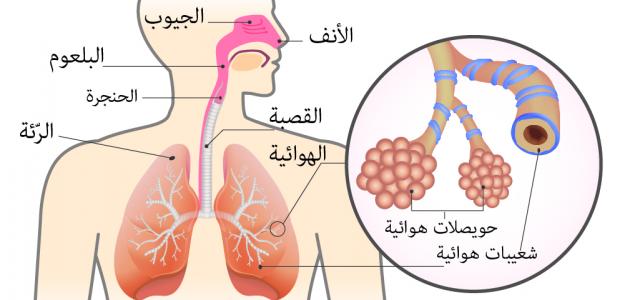 صورة تعريف ومكونات الجهاز التنفسي