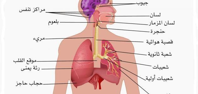 صورة بحث حول الجهاز التنفسي