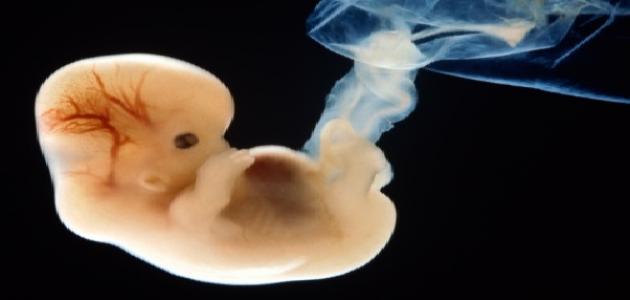 صورة كم يكون نبض الجنين الطبيعي
