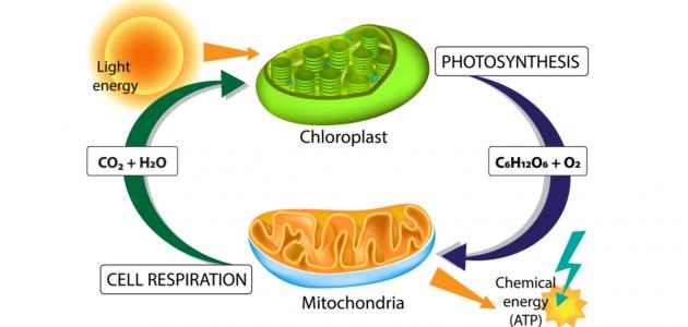 صورة كيف تقوم الخلايا النباتية بصنع الغذاء