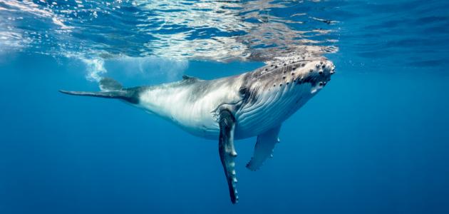 صورة كم وزن الحوت الأزرق