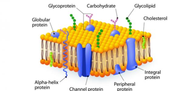 صورة مكونات غشاء الخلية