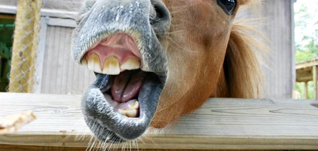 صورة كم عدد أسنان الحصان