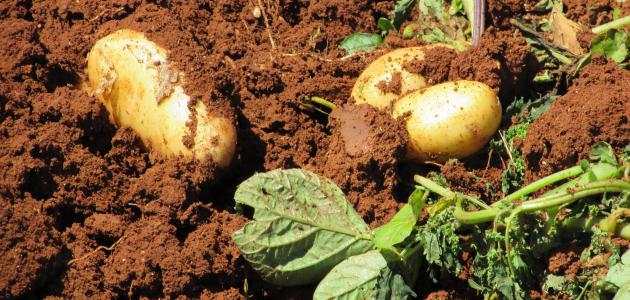 607dc7007fbc5 كيف تتم زراعة البطاطس