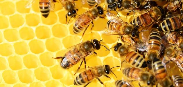 صورة كيف تعرف عسل النحل الطبيعي