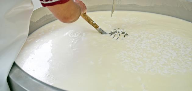 صورة كيف أصنع الجبن