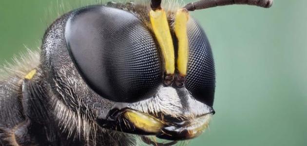 صورة كم عدد عيون النحلة