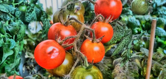صورة طريقة زراعة الطماطم