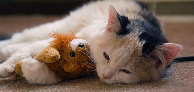 صورة أمراض القطط وكيفية علاجها