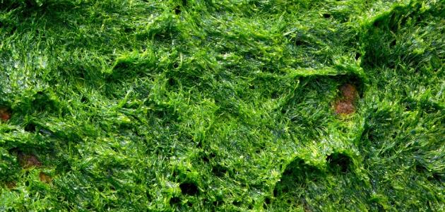 صورة فوائد الطحالب البحرية للتخسيس