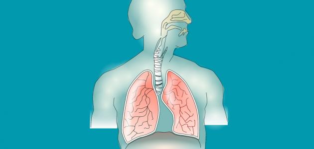 صورة ما هي مكونات الجهاز التنفسي