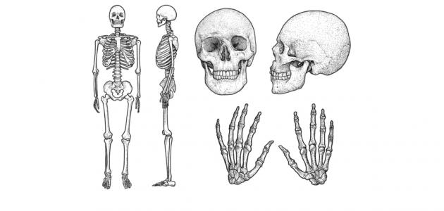 60a3c038c1859 كم عظمة توجد في جسم الإنسان