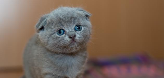 60a9e57ade23e أجمل القطط الصغيرة في العالم