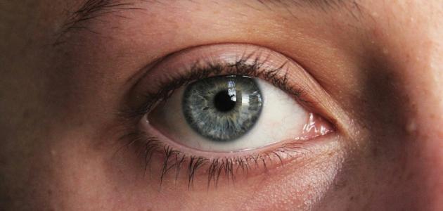صورة أجزاء العين الخارجية