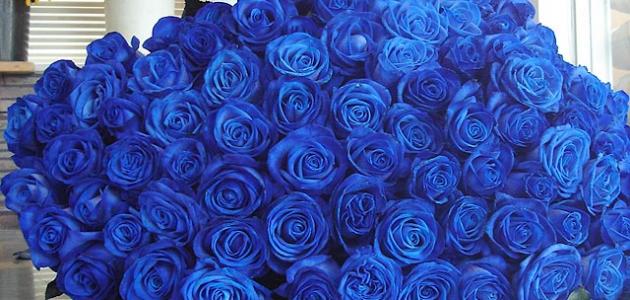 صورة ماذا تعني الوردة الزرقاء
