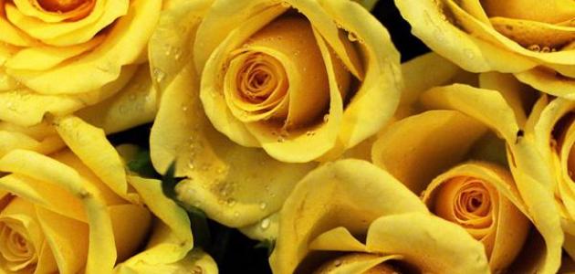 صورة دلائل الورد الأصفر