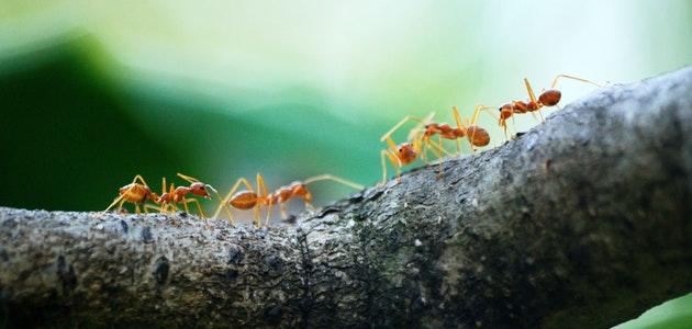صورة حلم النمل