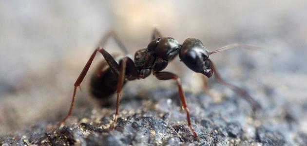 صورة النمل في المنام
