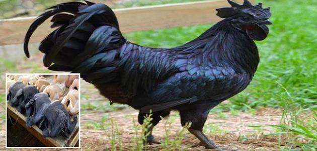 صورة ما هو الدجاج الأسود