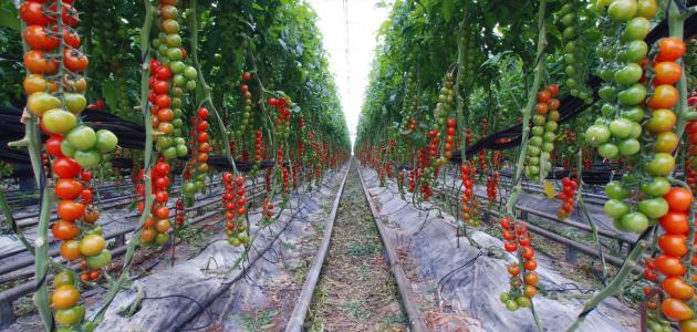 صورة كيفية زراعة الطماطم في البيوت البلاستيكية