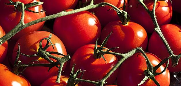 صورة طريقة زراعة طماطم